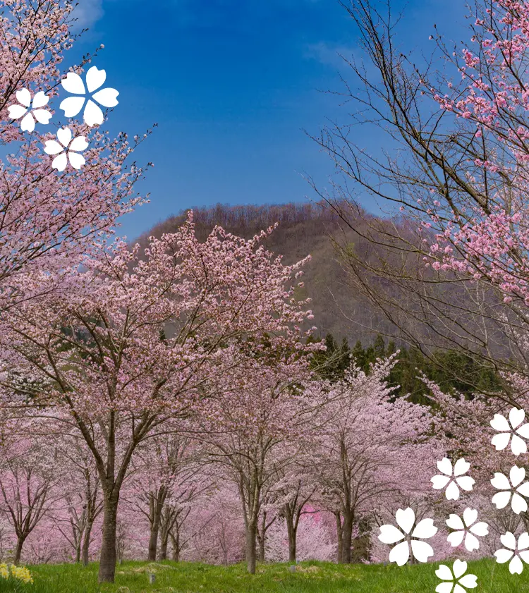 벚꽃의 명소를 둘러싼 여행