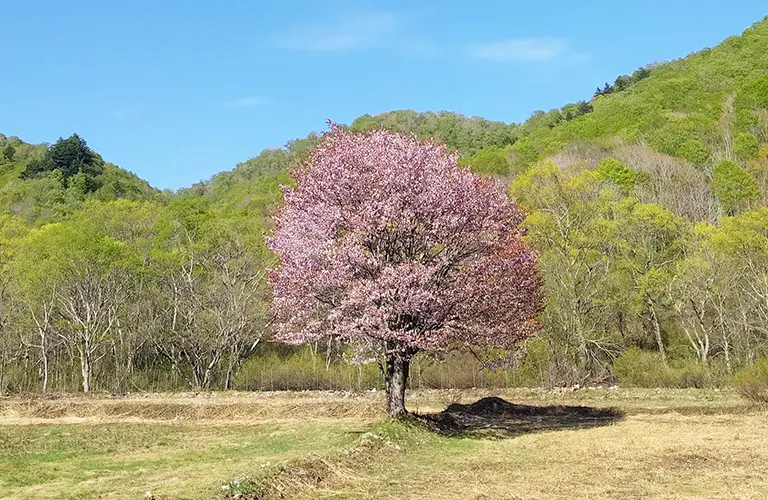 히라하라의 한 벚꽃