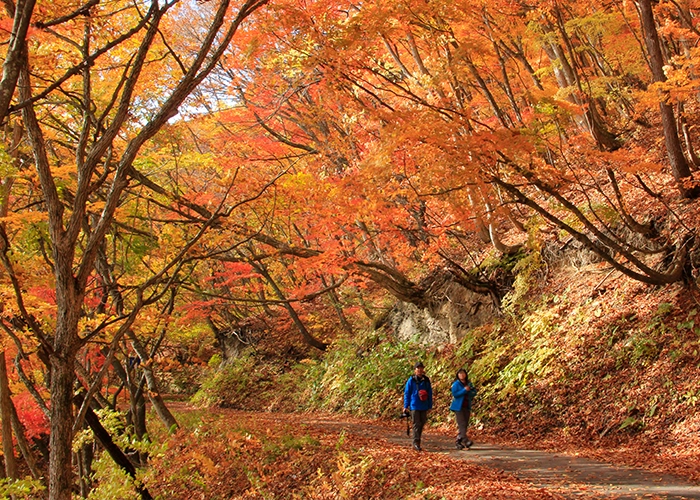 단풍 산책 Nakatsugawa Valley 산책로